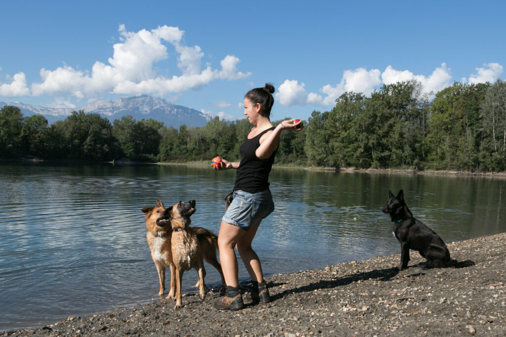 Balade récréative et baignades par temps chaud pour les chiens de la meute Educ-inu